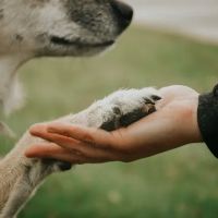 First State Urgent Vet ico