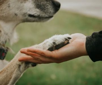 First State Urgent Vet
