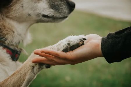 First State Urgent Vet