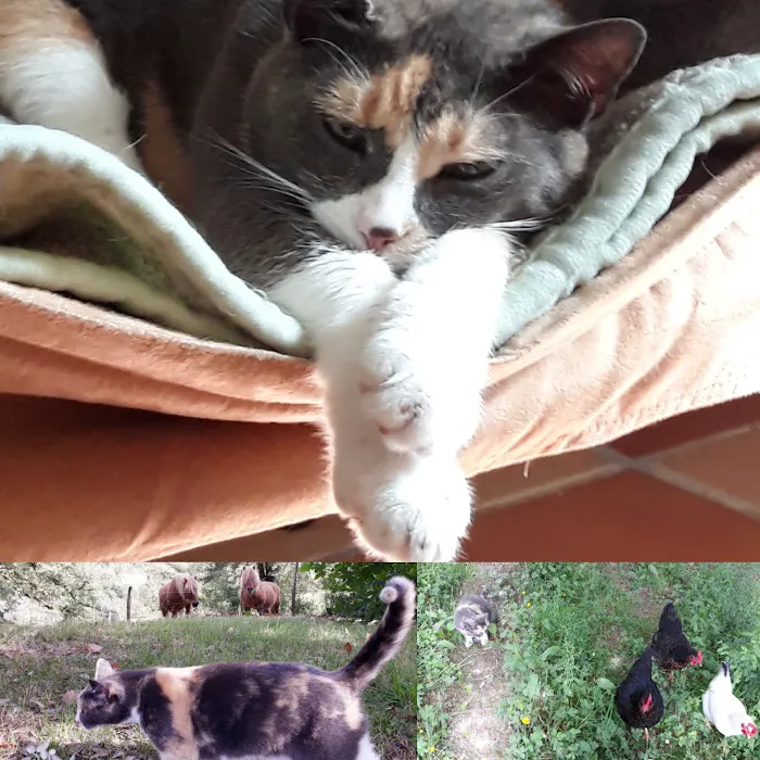Chadds Ford Animal Hospital 5