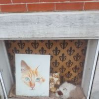 Chester County Cat Hospital ico