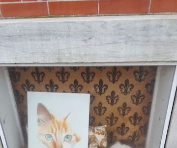 Chester County Cat Hospital