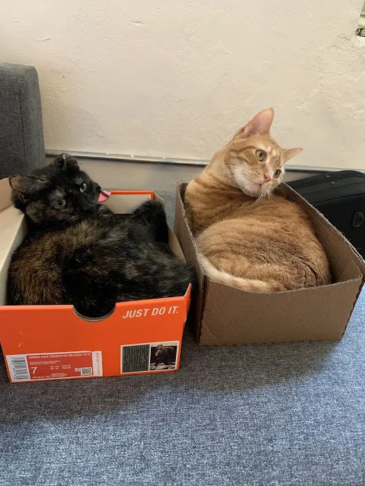 Chester County Cat Hospital 8