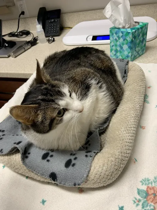 Chester County Cat Hospital 7