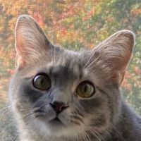 VIP Petcare Vaccination Clinic ico