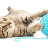 Longwood Veterinary Center ico