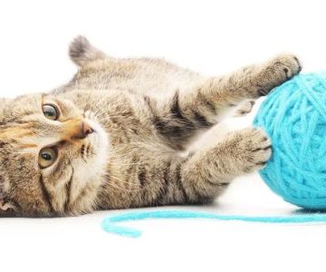 Longwood Veterinary Center