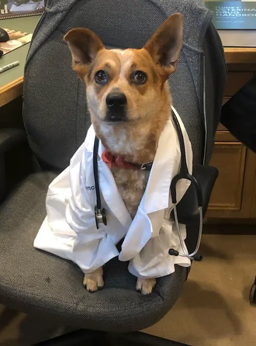 Centreville Veterinary Hospital 5