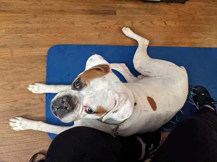 Dr. McKinstry's Holistic Veterinary Clinic 3