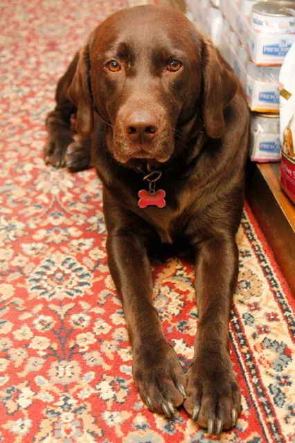 Dr. McKinstry's Holistic Veterinary Clinic 7