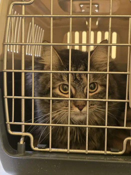 Naamans Animal Hospital 8