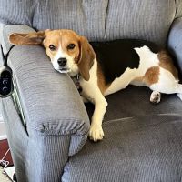Branmar Veterinary Hospital ico