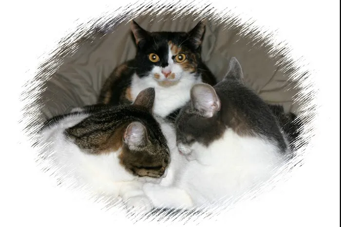 Branmar Veterinary Hospital 4