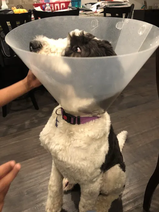 Main Line Veterinary Hospital 1