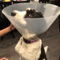 Main Line Veterinary Hospital ico