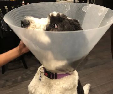 Main Line Veterinary Hospital
