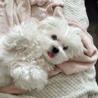 West Chester Animal Hospital ico