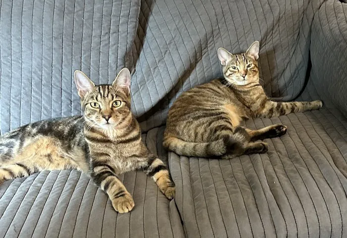 Brandywine Valley SPCA Animal Health Center | Malvern 3
