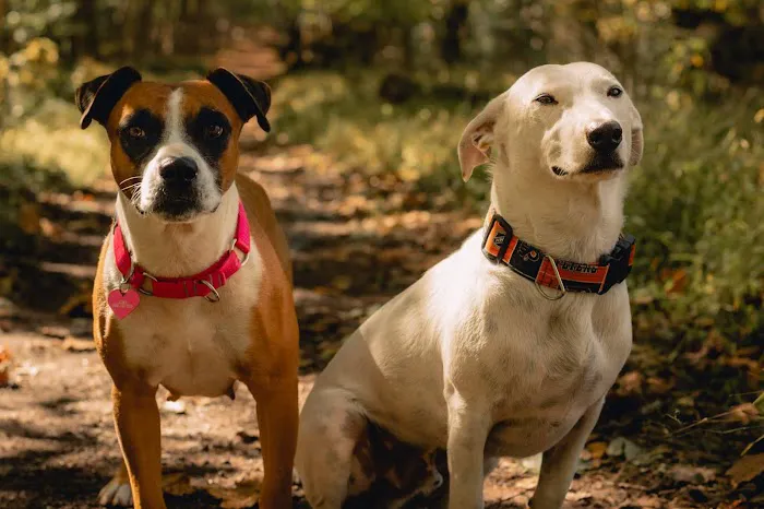 Brandywine Valley SPCA Animal Health Center | Malvern 6