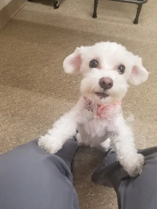 Brandywine Valley SPCA Animal Health Center | Malvern 10