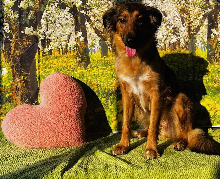 Brandywine Valley SPCA Animal Health Center | Malvern 9