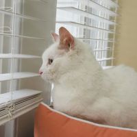 Affinity Veterinary Center of Malvern ico
