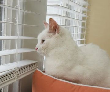 Affinity Veterinary Center of Malvern