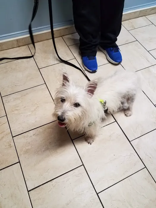 HousePaws Mobile Veterinary Service of Atco 2