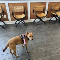 Phoenixville Animal Hospital ico