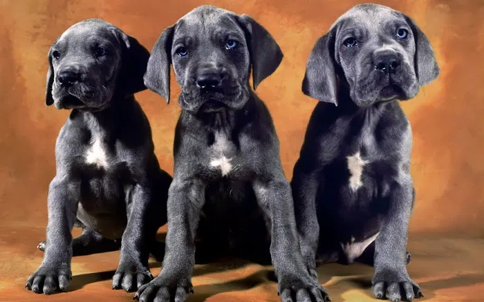 Phoenixville Animal Hospital 7