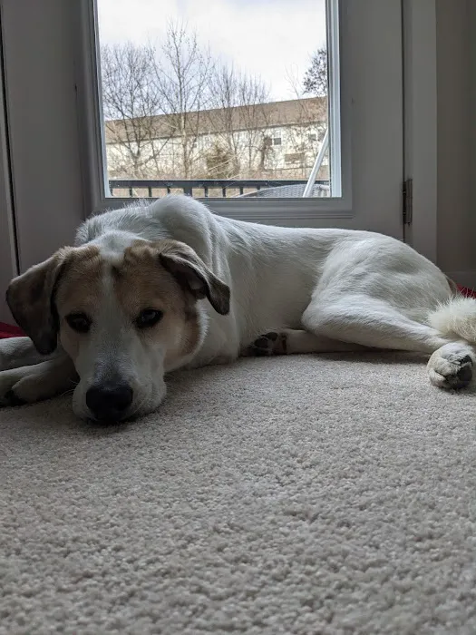 Phoenixville Animal Hospital 9