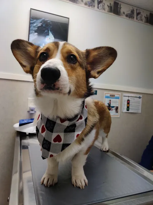 Animal Medical Center 3