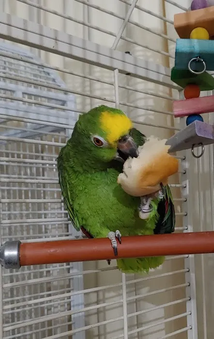 Animal Medical Center 2