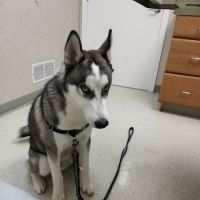 Animal Medical Center ico
