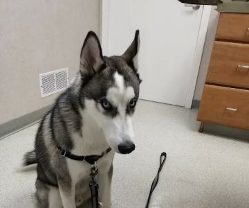 Animal Medical Center