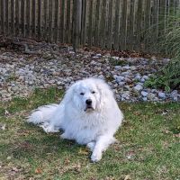 Royersford Veterinary Hospital ico