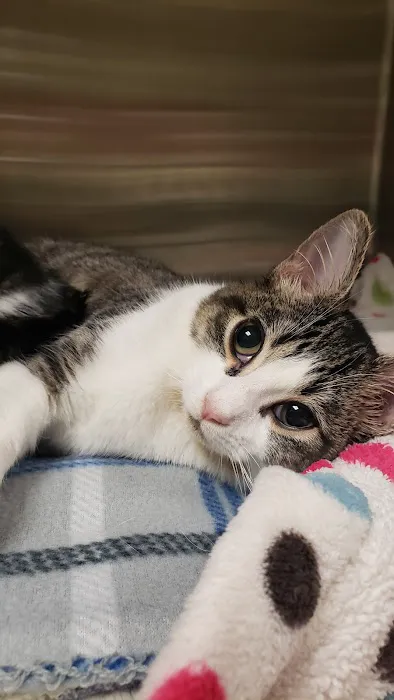 VCA Winslow Animal Hospital 9