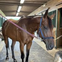 East Coast Hoof and Wellness Center ico