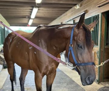 East Coast Hoof and Wellness Center