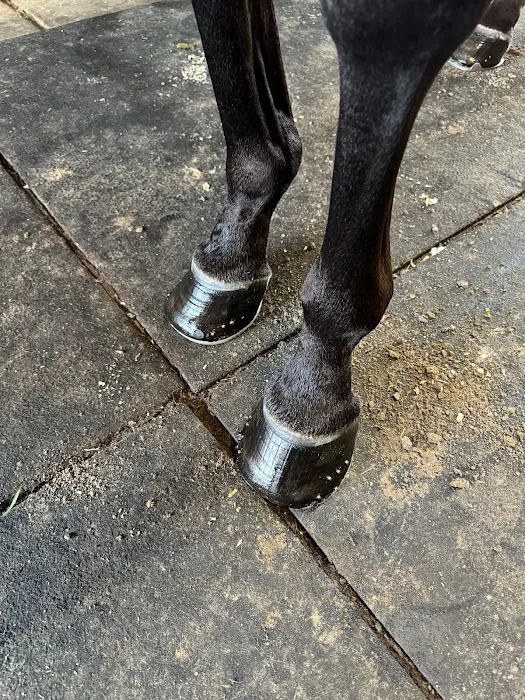 East Coast Hoof and Wellness Center 3