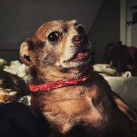 Cream Ridge Animal Clinic ico