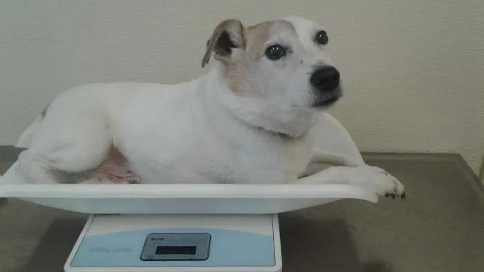 Cream Ridge Animal Clinic 12