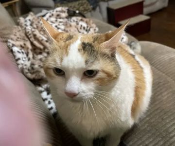 Chesterfield Veterinary Clinic