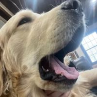 Hogan Equine Llc ico