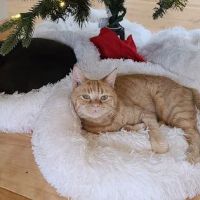 All Fur Paws Animal Hospital ico