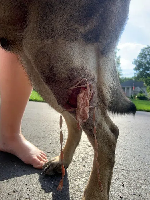 All Fur Paws Animal Hospital 12