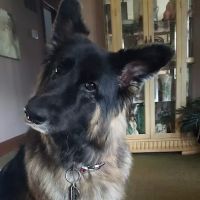 Deerwood Animal Hospital ico