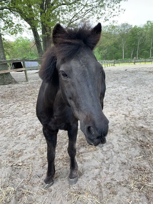 Walnridge Equine Clinic 12