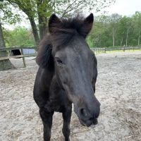 Walnridge Equine Clinic ico