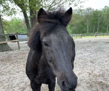 Walnridge Equine Clinic
